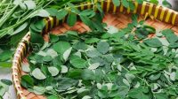 Attachment for Daun Kelor untuk Mengobati Penyakit Apa? Berikut 10 Daftarnya…