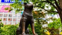 Attachment for Kisah Anjing Setia Hachiko Dibuatkan Patung di Depan Stasiun Shibuya Tokyo